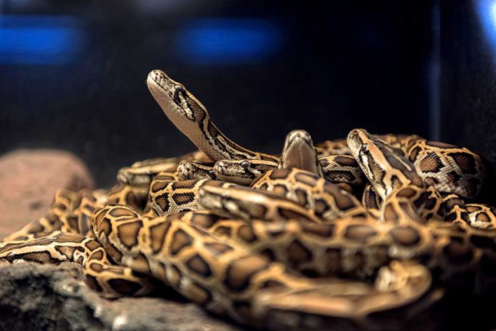 Couple Finds ‘Momma’ Snake And 17 Little Snakes Under Bed