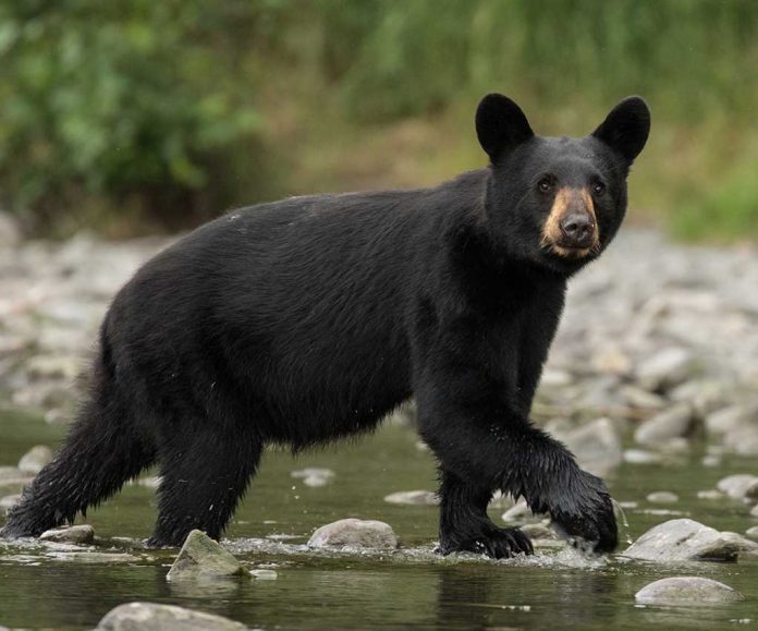 Video Captures Bear Entering Crowded Restaurant