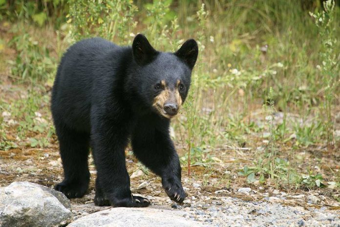 Bear Cub Innocently Walks Through Supermarket
