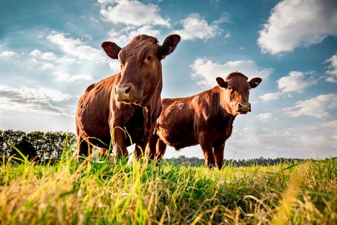 Cows Potty Trained in 