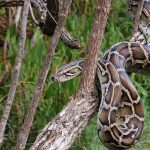 Python Found in Unexpected Midwest Forest