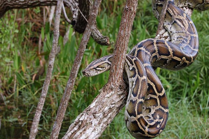 Python Found in Unexpected Midwest Forest