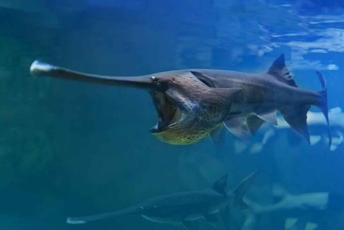 Chinese Paddlefish Officially Declared 