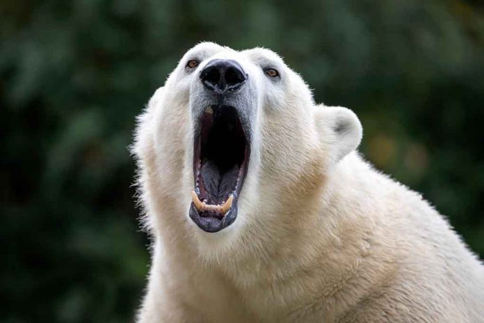 Polar Bear Terrorizes Remote Village, Kills Two