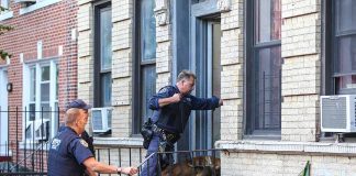 Police officers and dog entering a building doorway