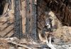 A dog sitting beside a burnt wooden structure in a rural area