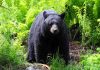 Wild Bear Breaches Zoo – Just Came to Visit A black bear standing in a lush green forest surrounded by ferns