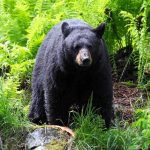Wild Bear Breaches Zoo – Just Came to Visit A black bear standing in a lush green forest surrounded by ferns