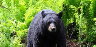 A black bear standing in a lush green forest surrounded by ferns