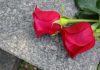 Two red roses resting on a stone surface