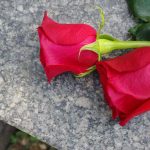 Perpetual Flirtation: Real Intimacy Vanished? Two red roses resting on a stone surface