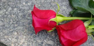 Two red roses resting on a stone surface