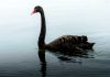 Roller Coaster Bird Smash Sparks High-Stakes Court Fight A black swan swimming gracefully on a calm lake