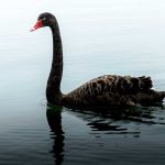 Roller Coaster Bird Smash Sparks High-Stakes Court Fight A black swan swimming gracefully on a calm lake