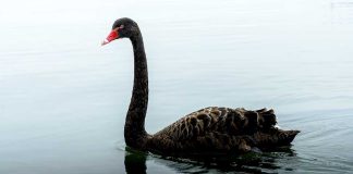 Roller Coaster Bird Smash Sparks High-Stakes Court Fight A black swan swimming gracefully on a calm lake