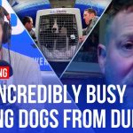 Missile Panic Triggers MASS Pet Slaughter in Dubai