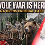 DEADLY Poison Baits Wipe Out Wolves