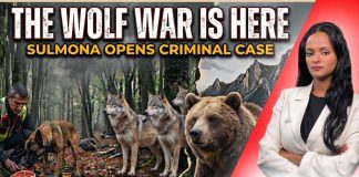 DEADLY Poison Baits Wipe Out Wolves