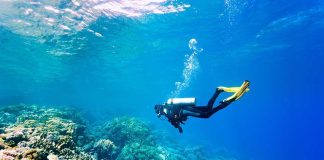 Shaggy Fish Stuns Scientists After 25 Years! A scuba diver exploring a vibrant coral reef underwater