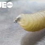 Second New World screwworm case confirmed in Texas