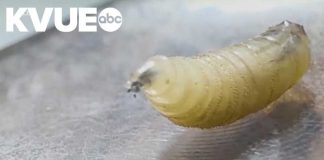 Flesh-Eating Fly Hits Texas — Panic Builds Second New World screwworm case confirmed in Texas