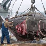 DC Activists Clash With Tuna Fleets Commercial Alaska Halibut Fishing: Pulling a Massive Monster!