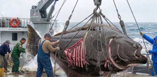 DC Activists Clash With Tuna Fleets Commercial Alaska Halibut Fishing: Pulling a Massive Monster!