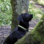 Charging Bear Meets Unlikely Bodyguard black dog wearing a green collar in a forest