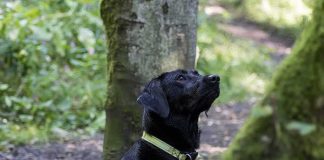 Charging Bear Meets Unlikely Bodyguard black dog wearing a green collar in a forest