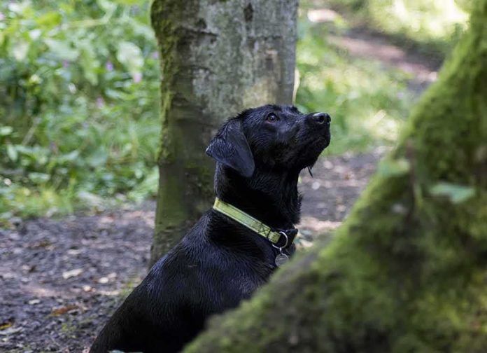 shutterstock_175536953-4 black dog wearing a green collar in a forest