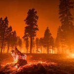 Wildfire burning through a pine forest at night