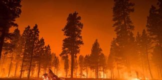 Wildfire burning through a pine forest at night