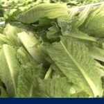 Taylor Farms suspends production of iceberg lettuce in Mexico