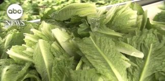 FDA Finally Inspects Taylor Farms After Thousands Get Sick Taylor Farms suspends production of iceberg lettuce in Mexico