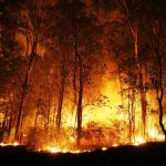 Hundreds Arrested as France Faces Worst Wildfire Damage Since WWII Forest wildfire engulfing trees at night