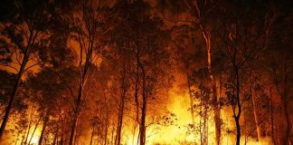 Hundreds Arrested as France Faces Worst Wildfire Damage Since WWII Forest wildfire engulfing trees at night