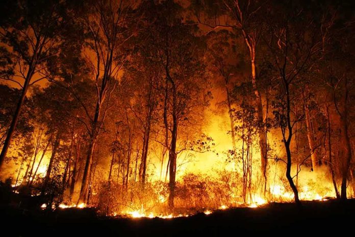 shutterstock_48032821 Forest wildfire engulfing trees at night
