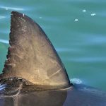Shark dorsal fin above calm blue water