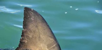 Shark dorsal fin above calm blue water