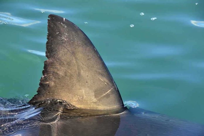 shutterstock_1006678699-1 Shark dorsal fin above calm blue water