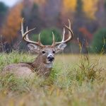 Headless Deer Horror Strikes Texas Whitetail buck resting in tall grass