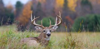 Whitetail buck resting in tall grass