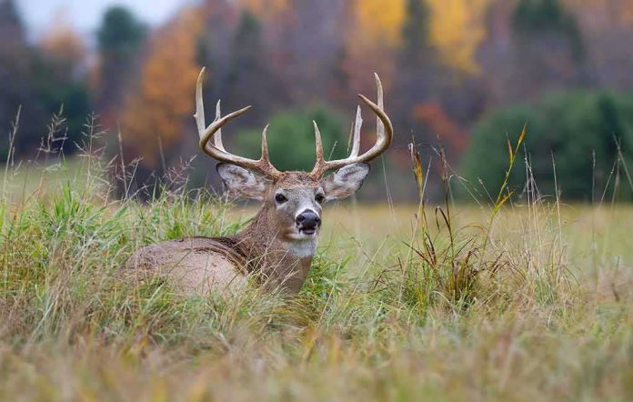 Whitetail buck resting in tall grass
