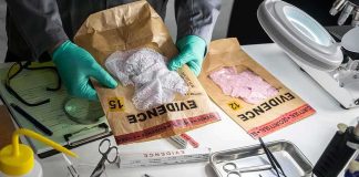 New DNA Result Upends 40 Year Murder Case Forensic technician handling evidence bags on a lab table